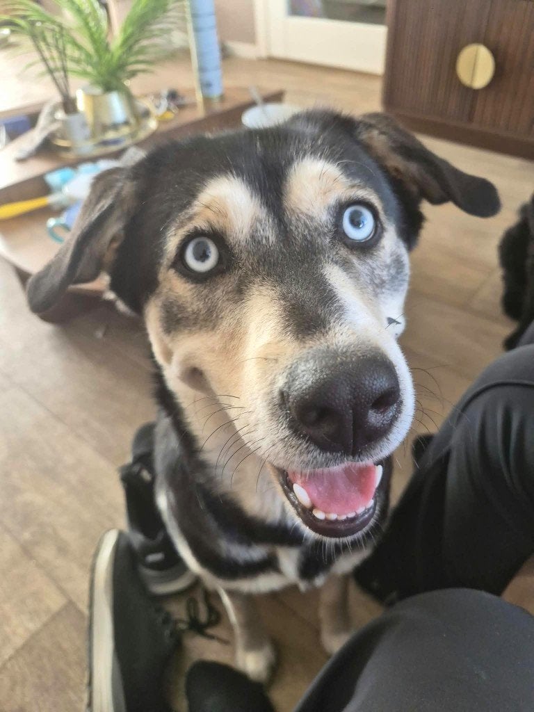 Lieve sociale Bluey zoekt actief en liefdevol baasje, 1 tot 2 jaar, Teef, Eén hond, CDV (hondenziekte)