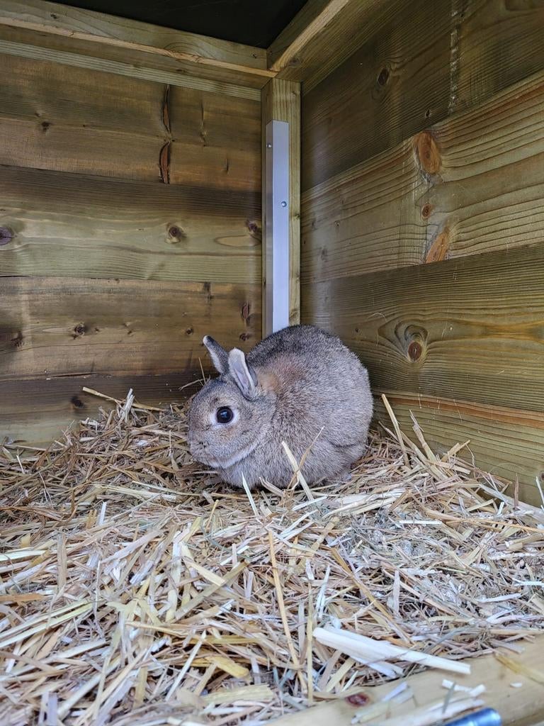 Kleurdwerg voedster konijngrijs aangeboden, Dieren en Toebehoren, Konijnen, Vrouwelijk, Dwerg, 3 tot 5 jaar