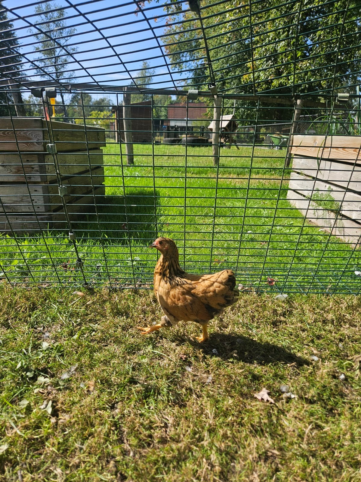 Wyandotte hen, Dieren en Toebehoren, Pluimvee, Vrouwelijk, Kip