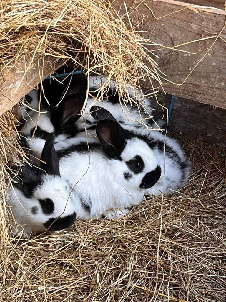 Te koop jonge lothariner konijnen., Meerdere dieren, Groot, 0 tot 2 jaar