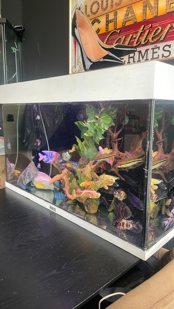 Juwel aquarium, Dieren en Toebehoren, Vissen | Aquaria en Toebehoren, Ophalen of Verzenden, Leeg aquarium