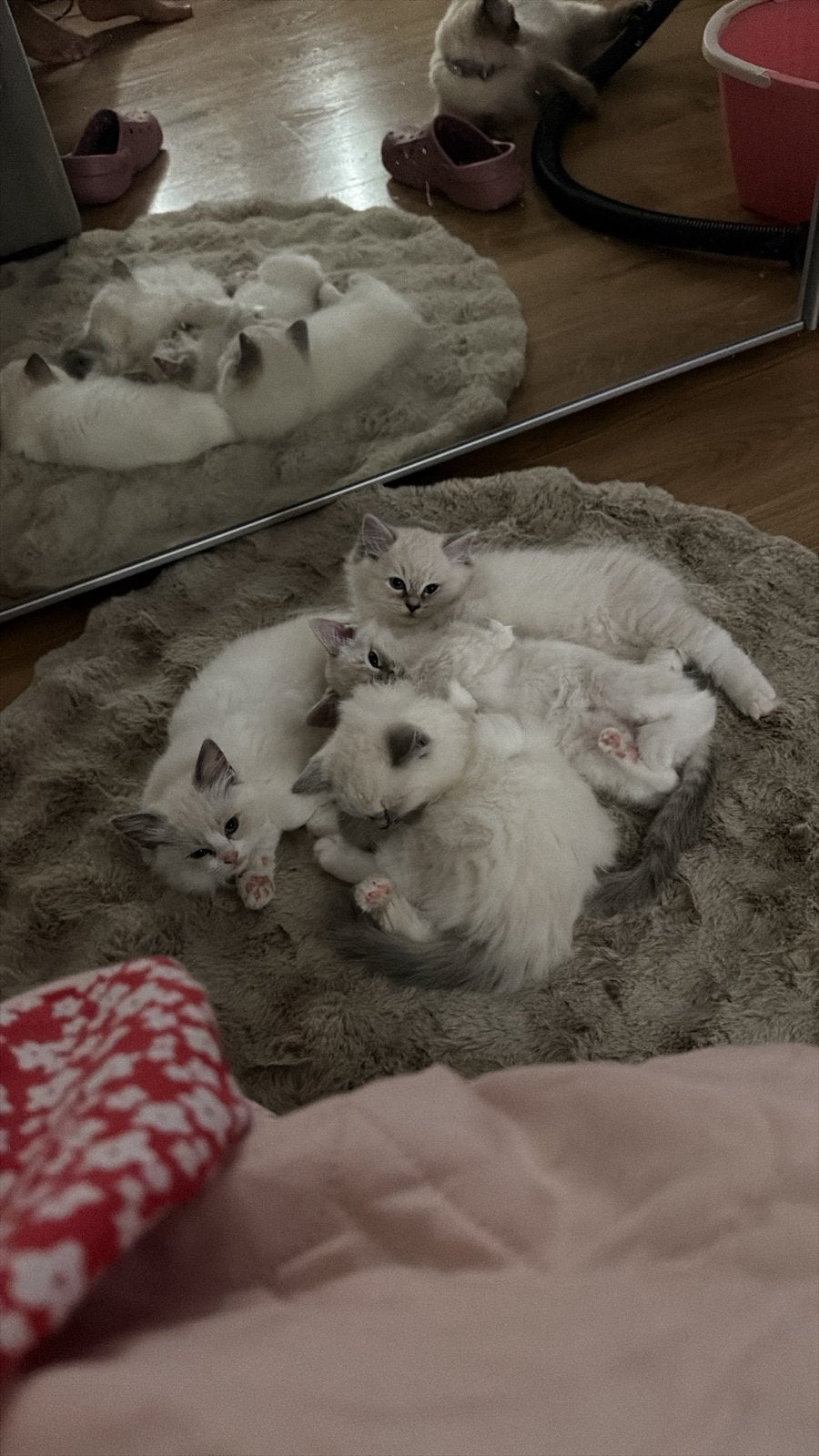 Ragdoll kittens, Langharig