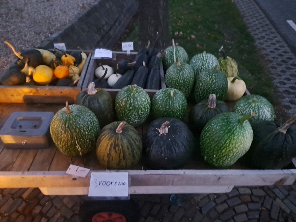 Pompoenen en kalebassen, Ophalen, Eenjarig, Overige soorten, Volle zon