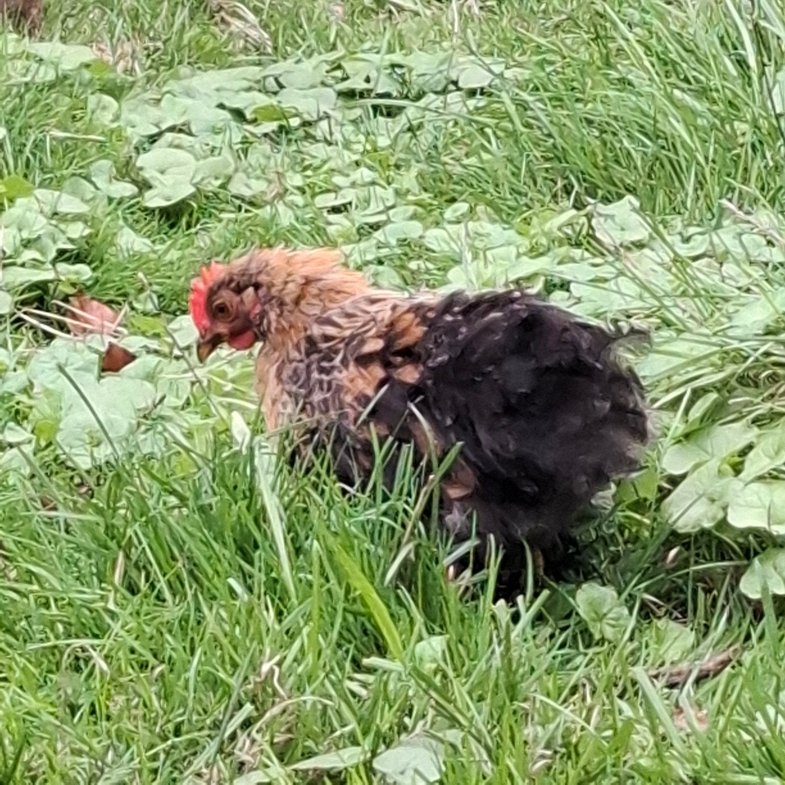 3 Cochin Krielhanen te koop, Dieren en Toebehoren, Pluimvee, Mannelijk, Kip