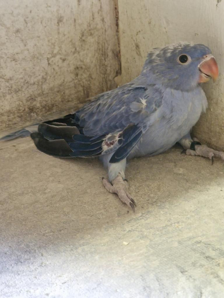 Jonge halsband violet opeline, Dieren en Toebehoren, Vogels | Parkieten en Papegaaien, Geslacht onbekend, Parkiet