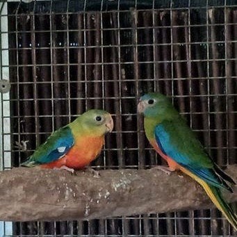2 jonge turquoisine parkieten, Dieren en Toebehoren, Vogels | Parkieten en Papegaaien, Meerdere dieren, Parkiet