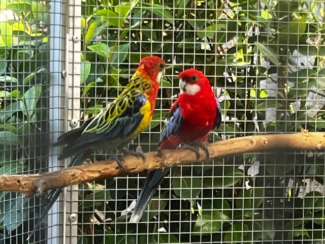 Rosella koppel, Meerdere dieren, Parkiet, Geringd