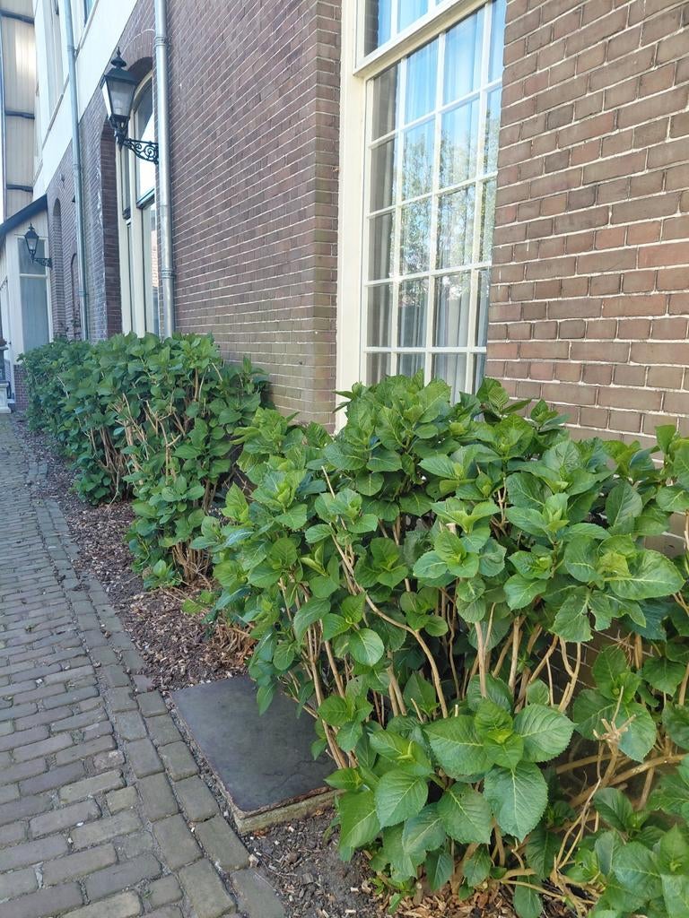 8 zeer royale hortensia's  t.k.a bij onze Notaris Villa, Overige soorten, 100 tot 250 cm, Zomer, Ophalen
