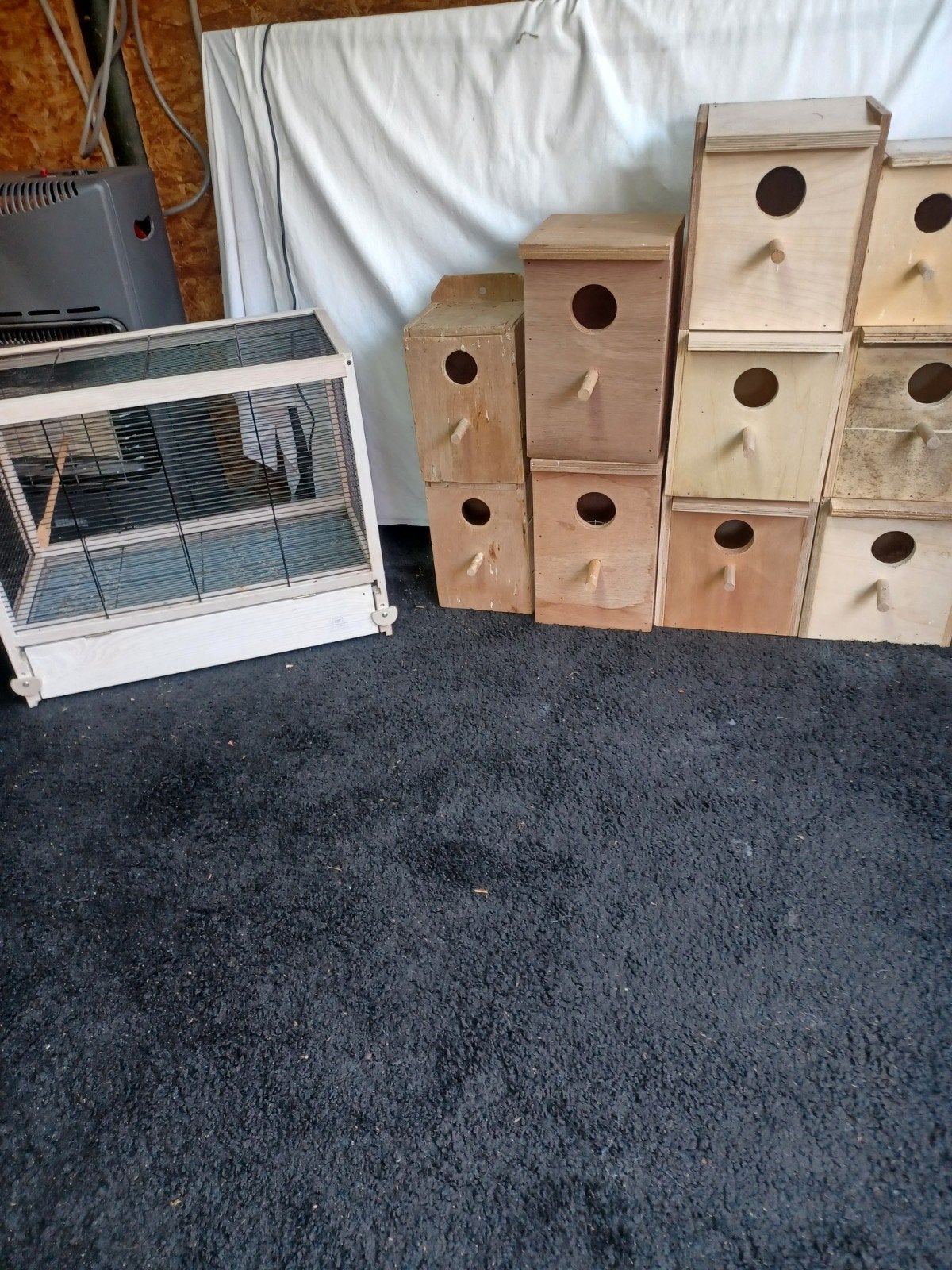 Broedkooien, Meerdere dieren, Parkiet