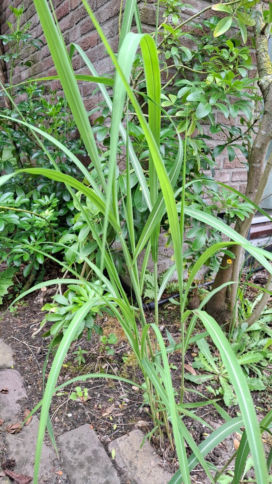 GRATIS  Prachtriet stekjes 70 cm hoog, Tuin en Terras, Planten | Tuinplanten, Ophalen, Overige soorten, Volle zon