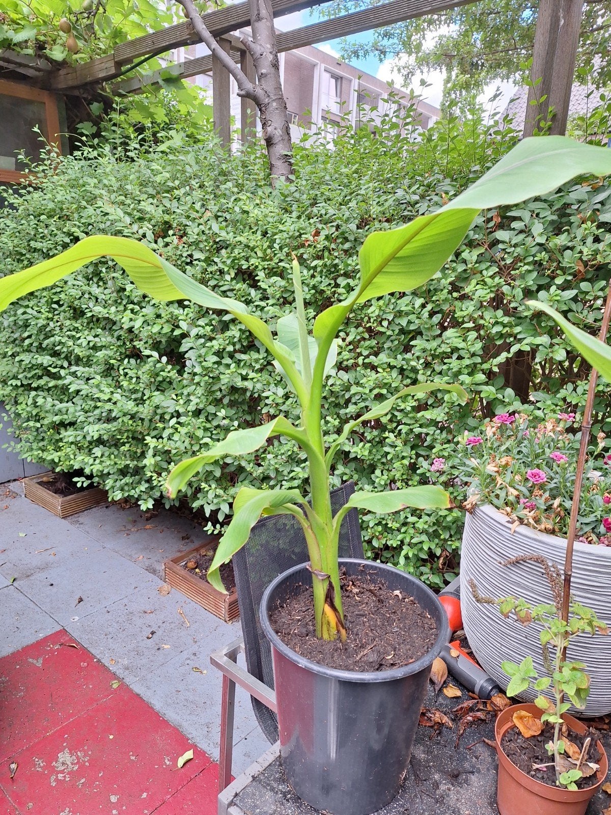 Musa Basjoo - Japanse vezelbanaan, Tuin en Terras, Bloeit niet, Halfschaduw, Overige soorten, 100 tot 250 cm