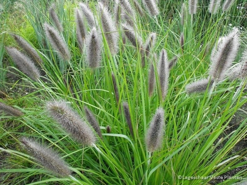 Lampepoetsergras (Pennisetum viridescens) - 9cm pot, Tuin en Terras, Volle zon, Vaste plant, Siergrassen, Ophalen of Verzenden