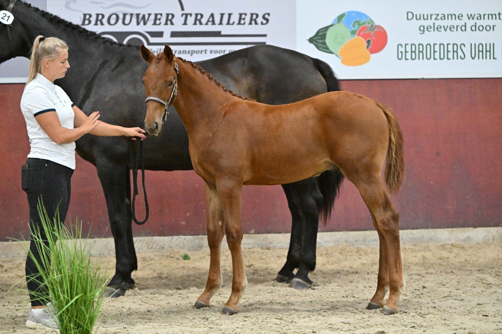 KWPN hengst veulen van I'm Special de Muze x Zapatero VDL, Dieren en Toebehoren, Hengst, Springpaard, 0 tot 2 jaar