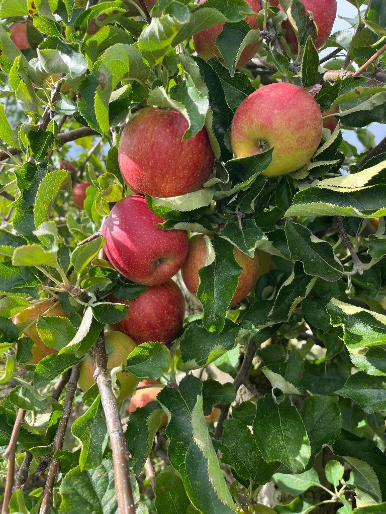 Nieuw binnen, Oude Elstar Appelbomen 25-30 jaar oud!! P.O.A., Lente, Volle zon, Ophalen of Verzenden, Appelboom