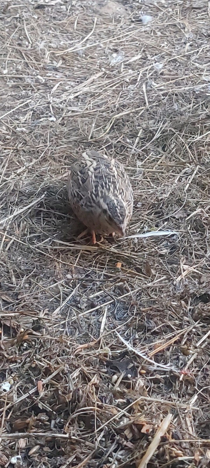 Harlekijn kwartel hen, Dieren en Toebehoren, Vogels | Overige Vogels, Vrouwelijk