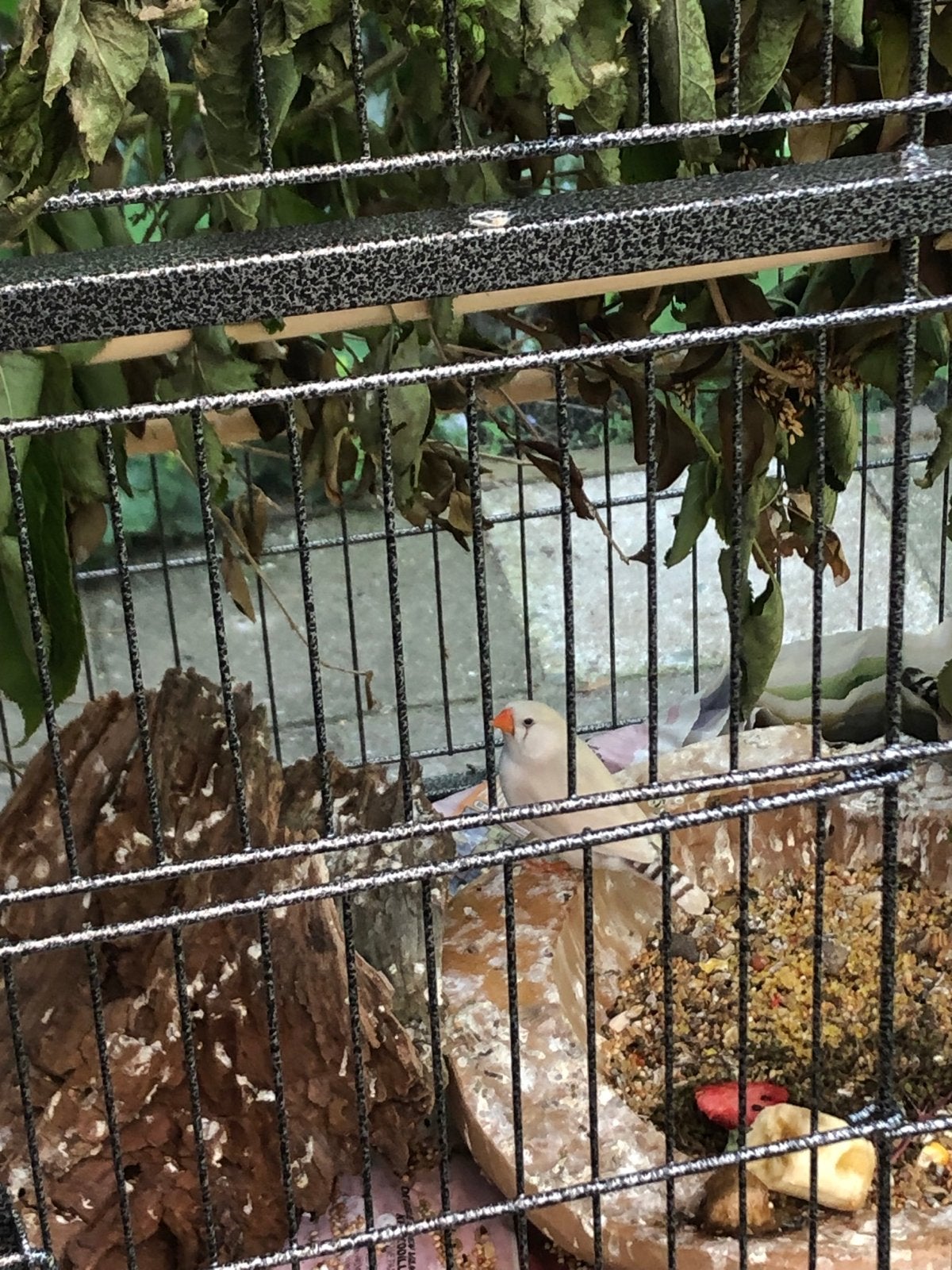 4 zebra vinken met hok, Meerdere dieren