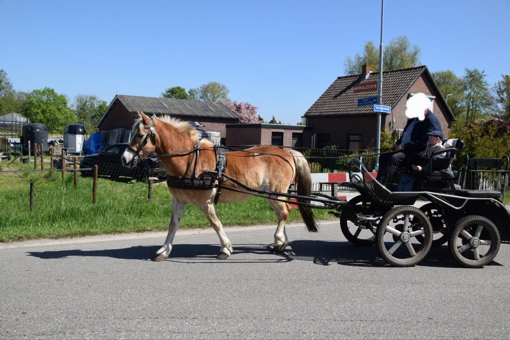 Brave familie haflinger ruin 1m43h met kar en tuig € 3650,-, Dieren en Toebehoren, Pony's, Ruin, D pony (1.37m tot 1.48m), Recreatiepony