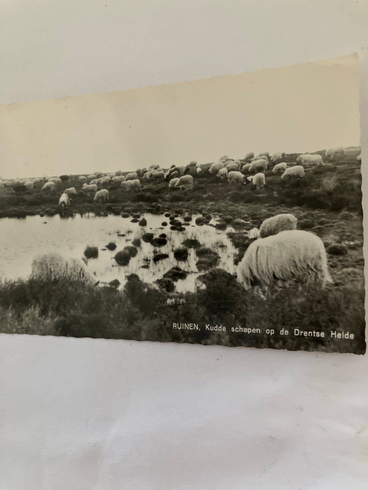 Oude Ansichtkaart Ruinen, Kudde schapen op de Drentse Heide, Ophalen of Verzenden, 1960 tot 1980, Gelopen, Drenthe