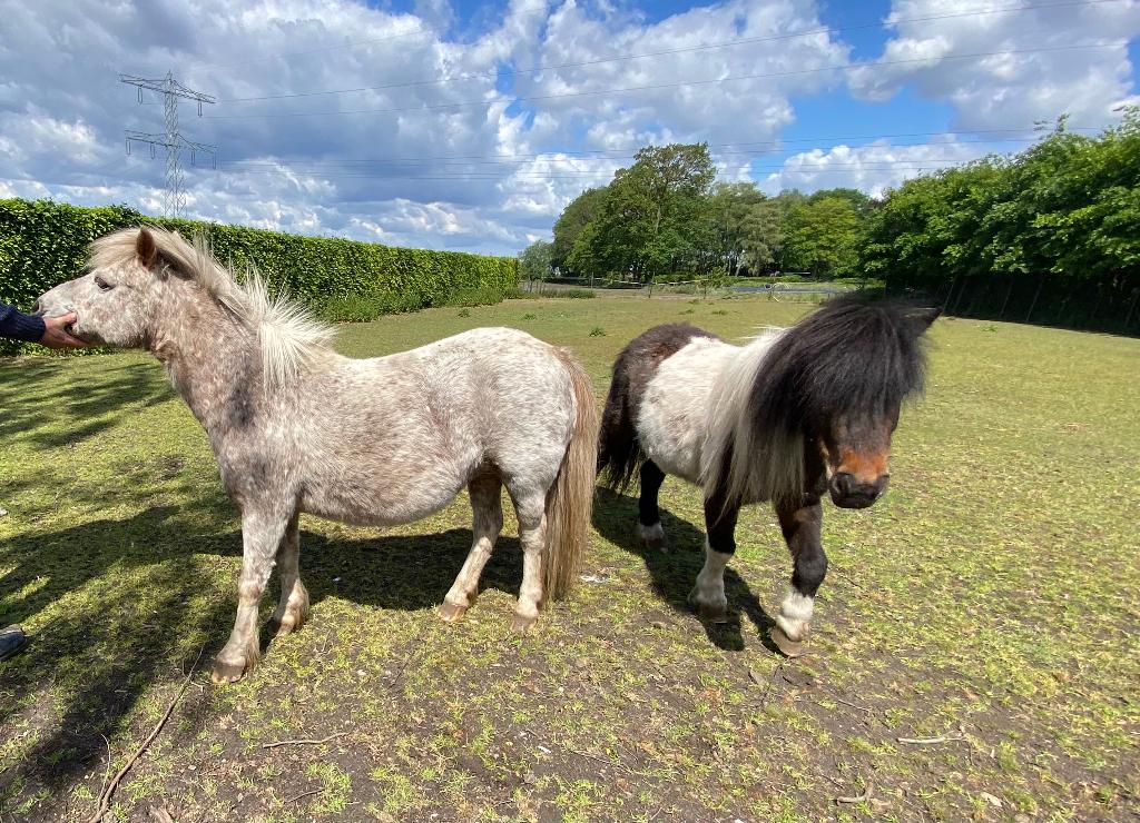 2 Shetlanders merrie, Merrie, Onbeleerd, A pony (tot 1.17m), Gechipt