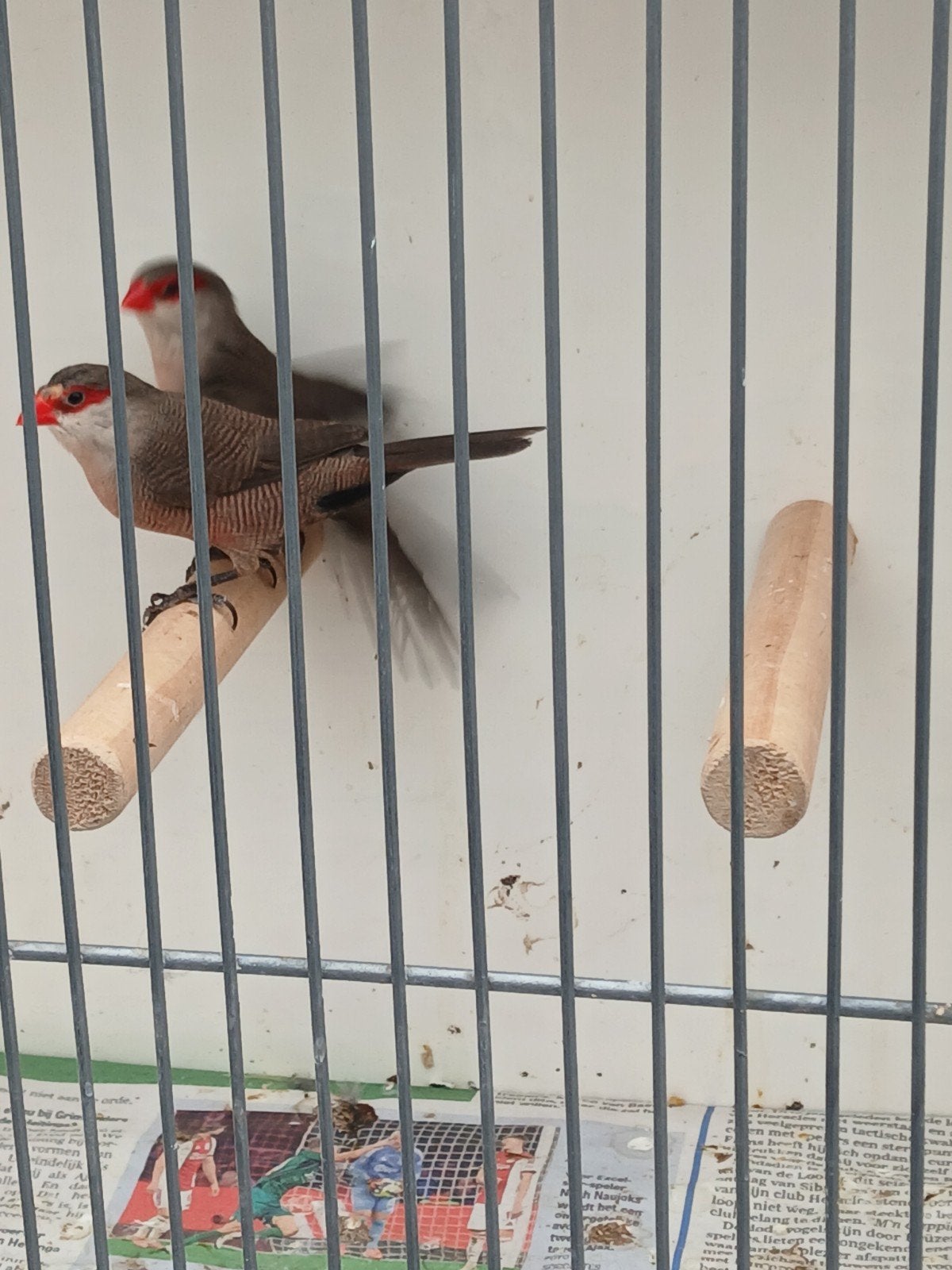 GEZOCHT  2 poppen, Dieren en Toebehoren, Vrouwelijk