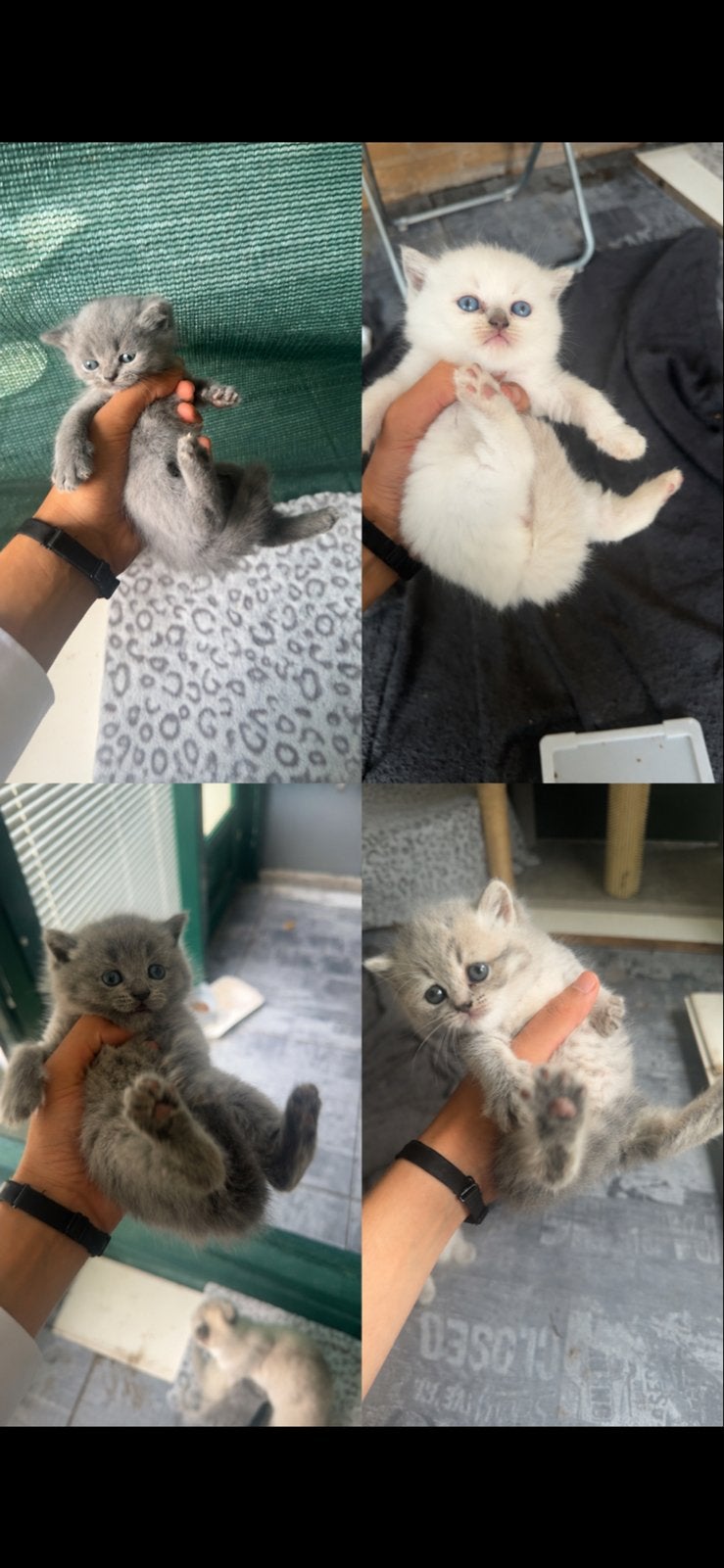 Britse korthaar kittens, Meerdere dieren, 0 tot 2 jaar
