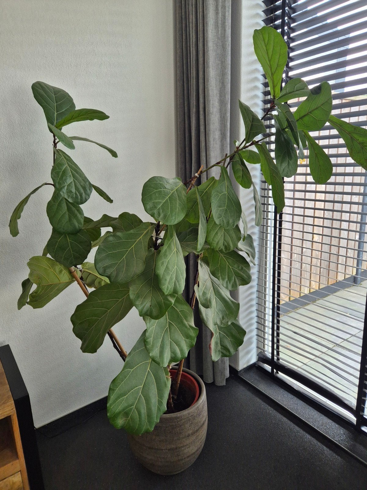 Grote Ficus Lyrata (Tabaksplant) met pot, Huis en Inrichting, Ophalen, Ficus, Halfschaduw, In pot
