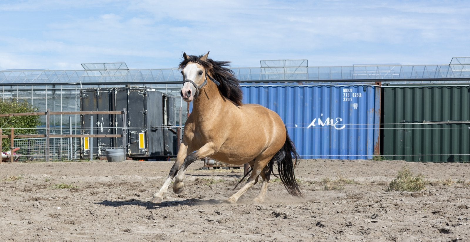 Welsh sectie A ster merrie !, Merrie, Met stamboom, 7 tot 10 jaar, B pony (1.17m tot 1.27m)