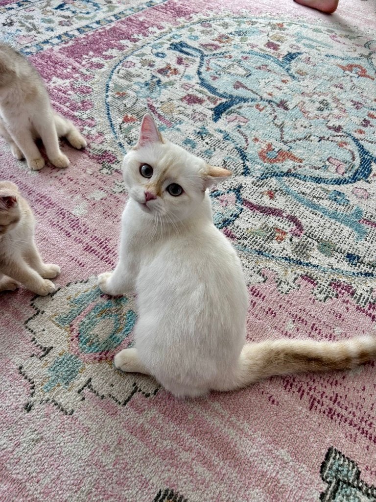 Britse Korthaar Golden Point (ny 33)"Onze kat is een poes, Poes, Ontwormd, 0 tot 2 jaar