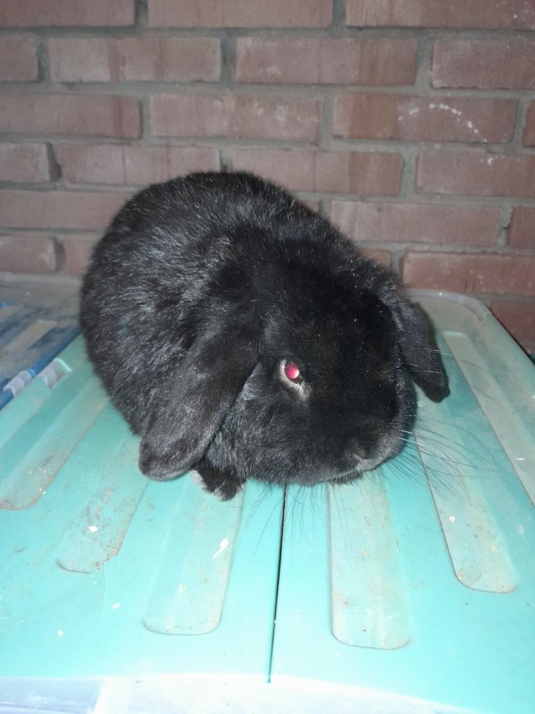 Mooie hangoordwerg ram., Dieren en Toebehoren, Konijnen, Mannelijk, Dwerg, 0 tot 2 jaar