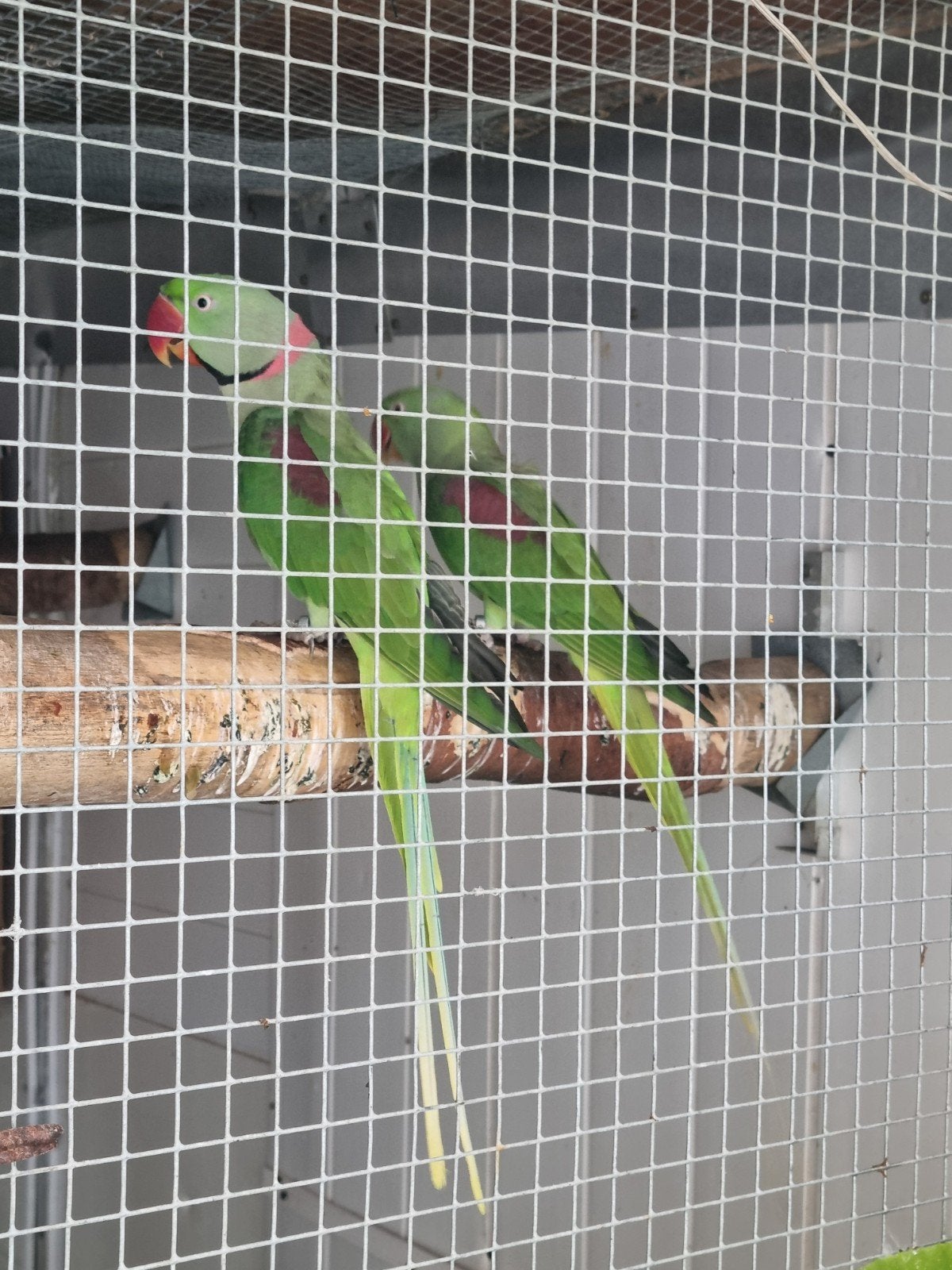 koppel alexander parkieten, Dieren en Toebehoren, Meerdere dieren, Parkiet, Geringd