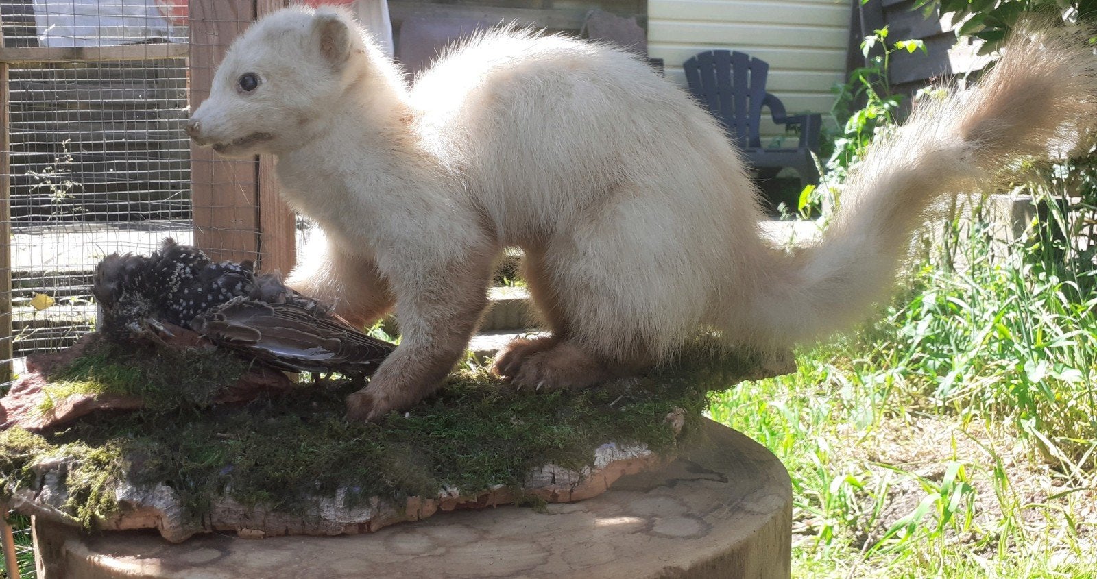 Leucistische Steenmarter met Spreeuw – Taxidermie Diorama, Ophalen of Verzenden, Wild dier, Opgezet dier