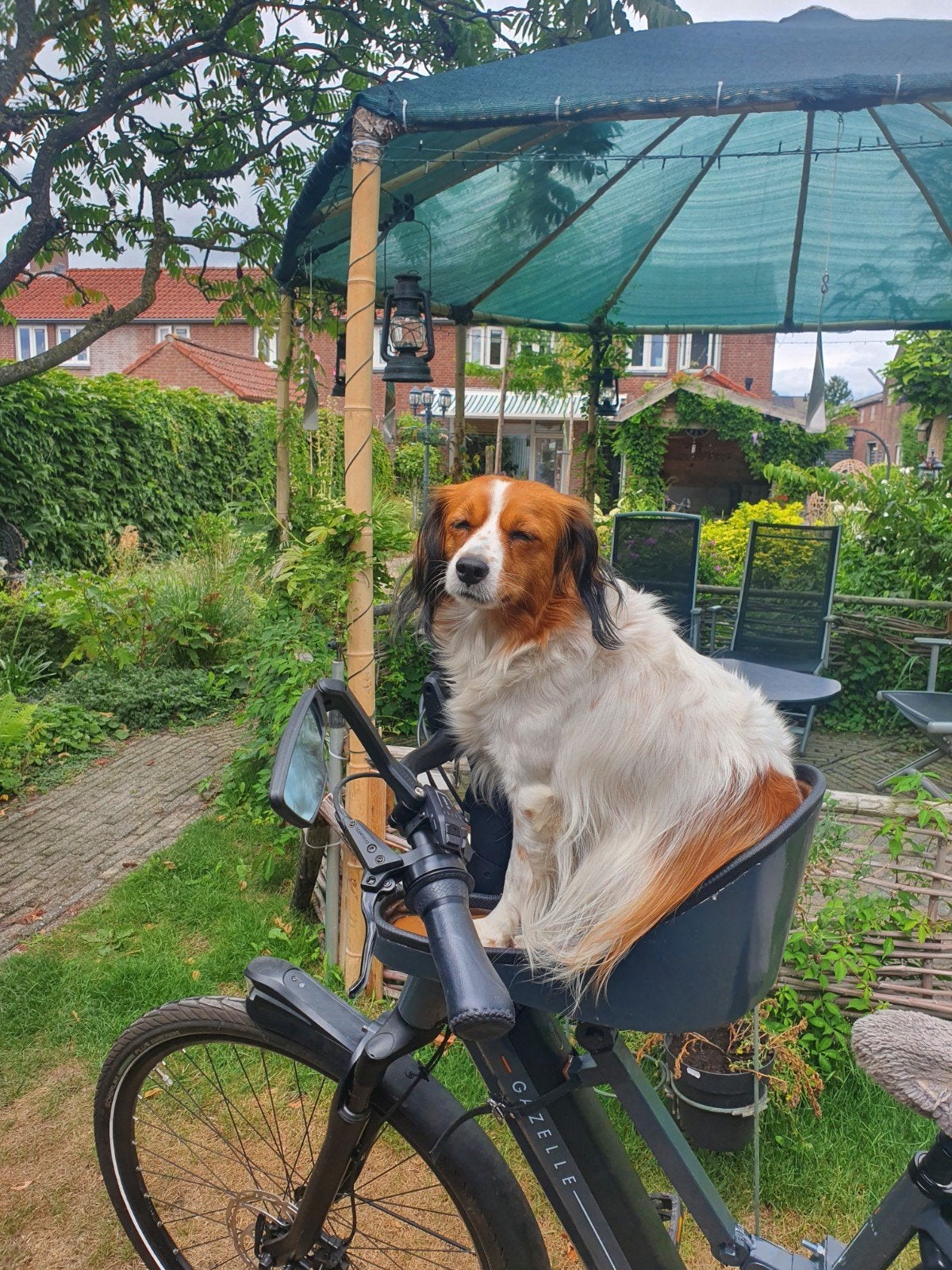 Hondenfietsmand voorop - Ideaal voor kleinei  middelgrote, Ophalen of Verzenden