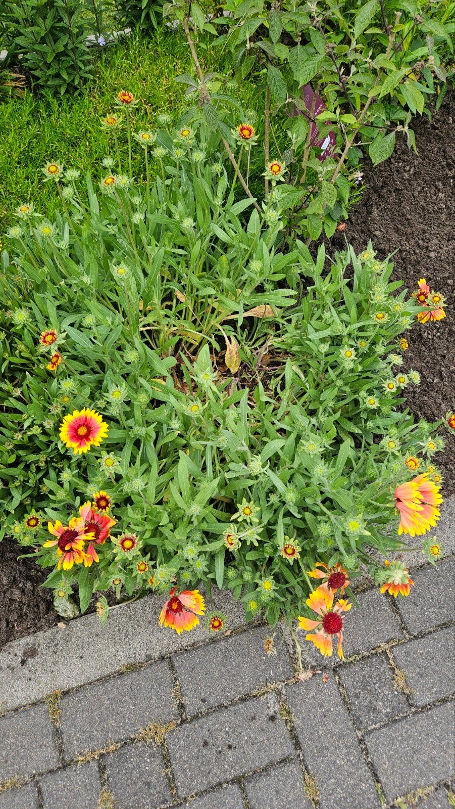 Kokardebloem vaste plant, Volle zon, Vaste plant, Zomer, Ophalen