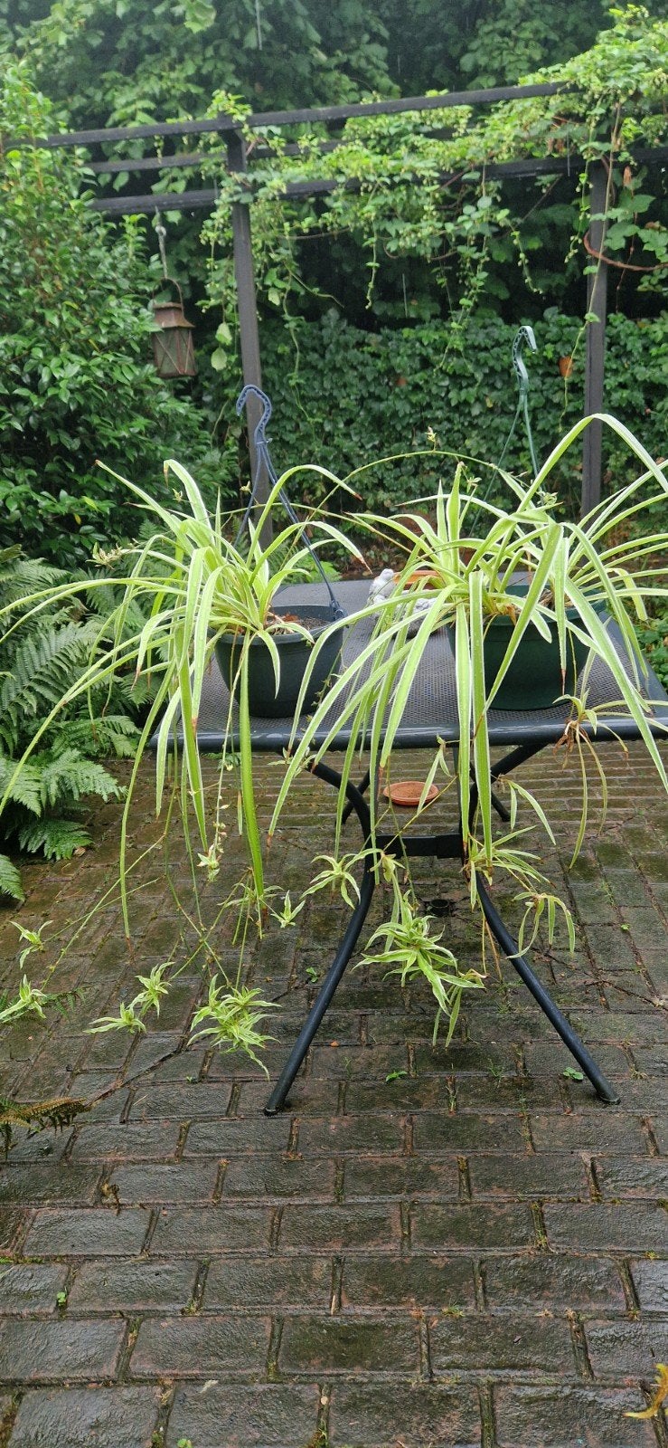 Graslelie (Chlorophytum comosum) stekjes, Vaste plant, Bloeit niet, Halfschaduw, Ophalen