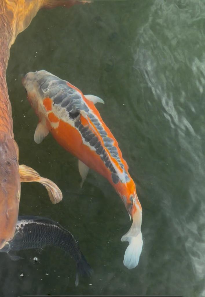 Japanse Koi Doitsu Shusui van Marusei 50cm Nisai, Dieren en Toebehoren, Vissen | Vijvervissen, Karper of Koi