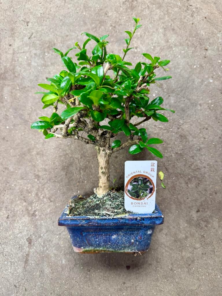 Prachtige Bonsai Carmona in blauwe keramieken pot, Ophalen of Verzenden