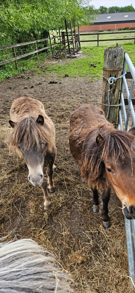 Jaarling merries, Dieren en Toebehoren, Merrie