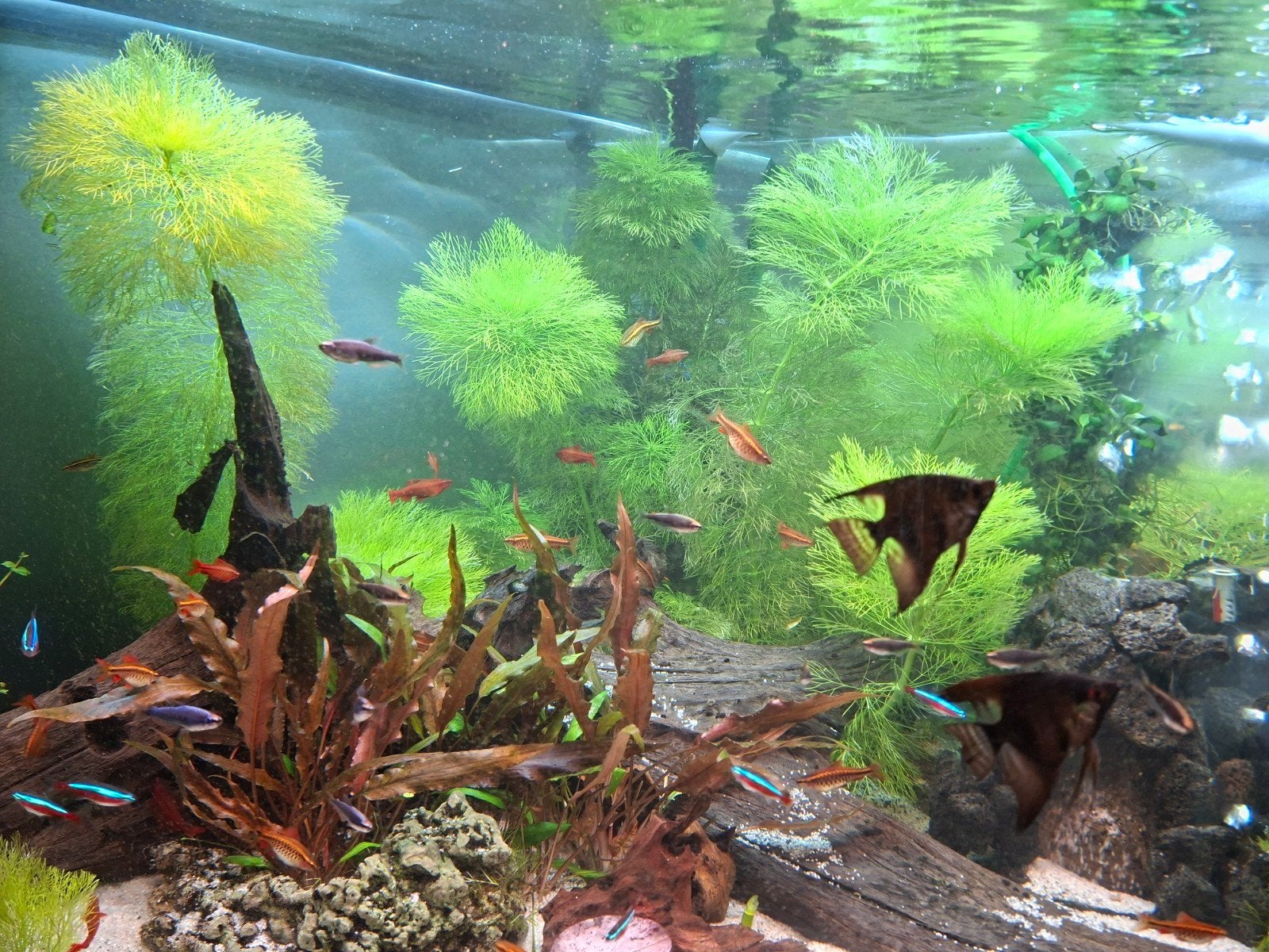 Pluimplant, Dieren en Toebehoren, Vissen | Aquariumvissen, Vis