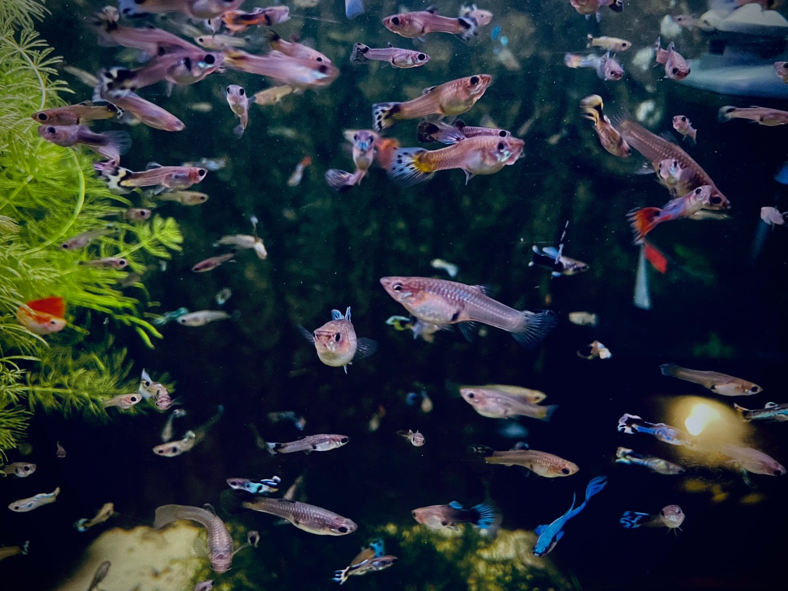 Guppy Mix, Dieren en Toebehoren, Vissen | Aquariumvissen, Vis, Zoetwatervis, Schoolvis