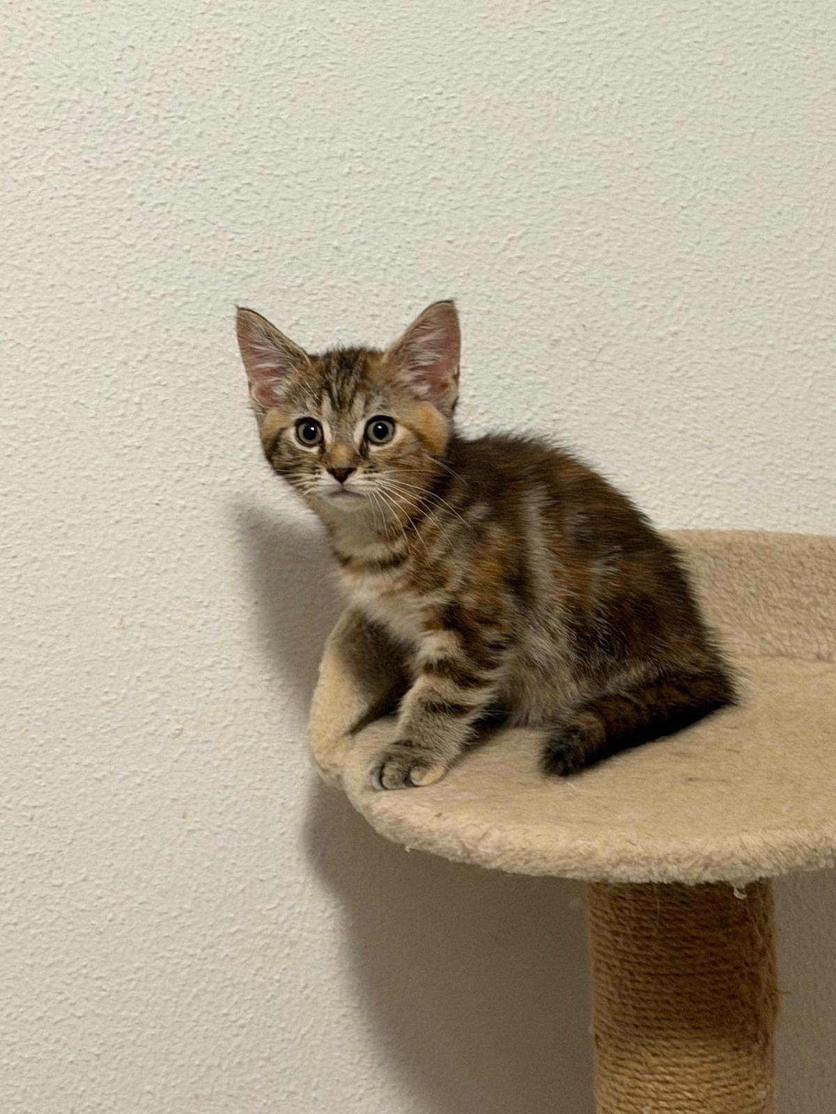 Maine coon kruising, Meerdere dieren