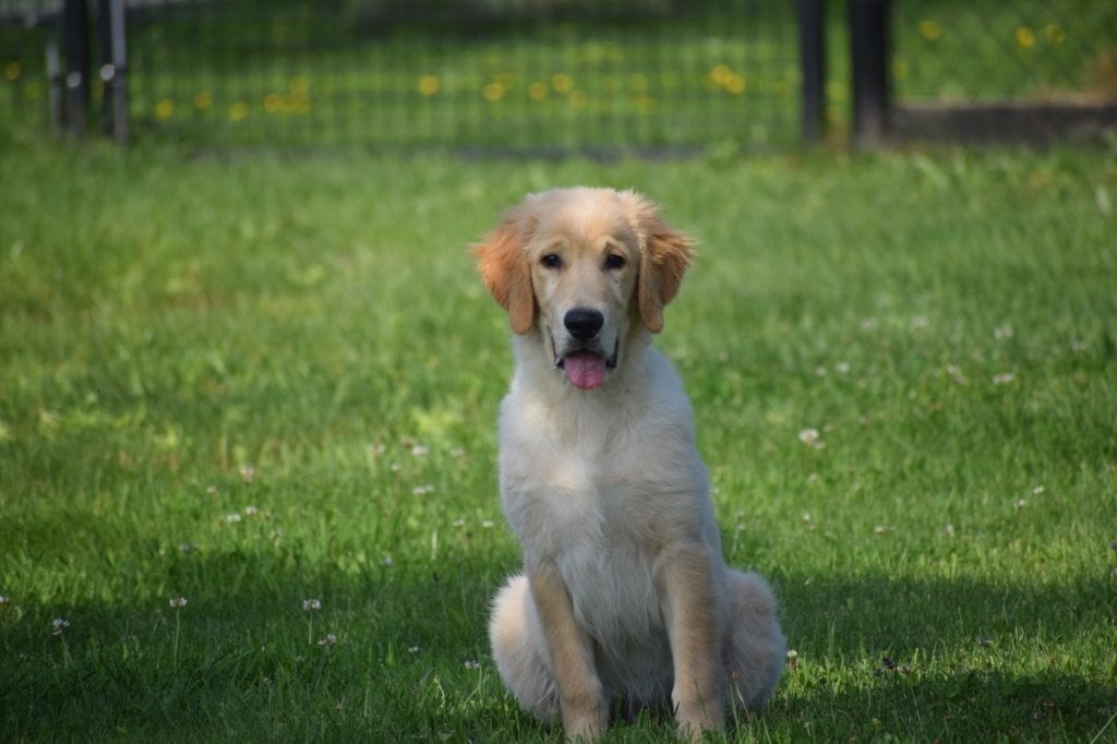 Golden retriever pup laatste beschikbaar, Dieren en Toebehoren, Honden | Retrievers, Spaniëls en Waterhonden, Golden retriever