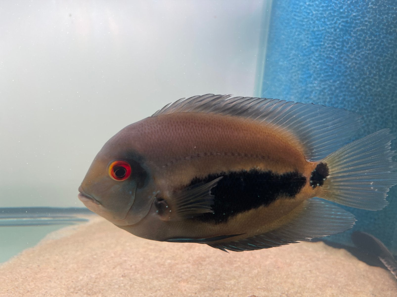 Uara cichlide 15 cm, Dieren en Toebehoren, Vis