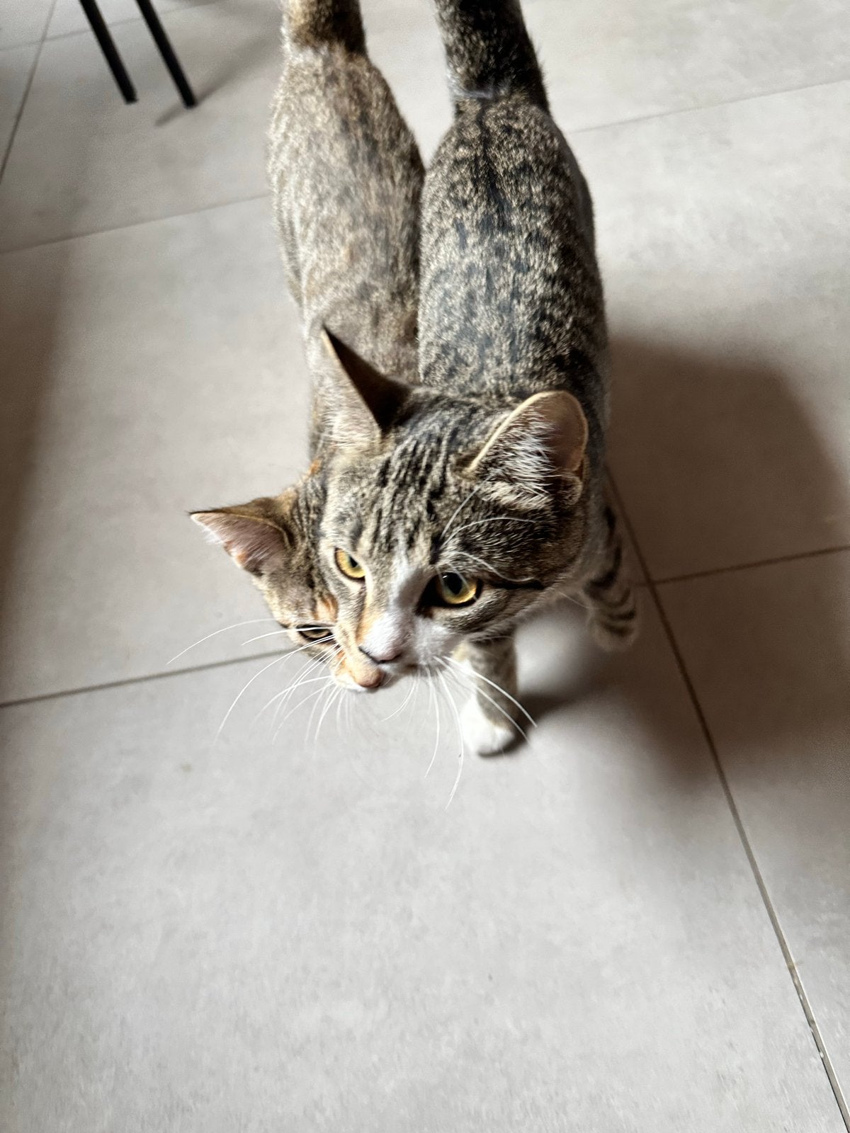 2 kittens (poezen), Poes, Kortharig, 0 tot 2 jaar