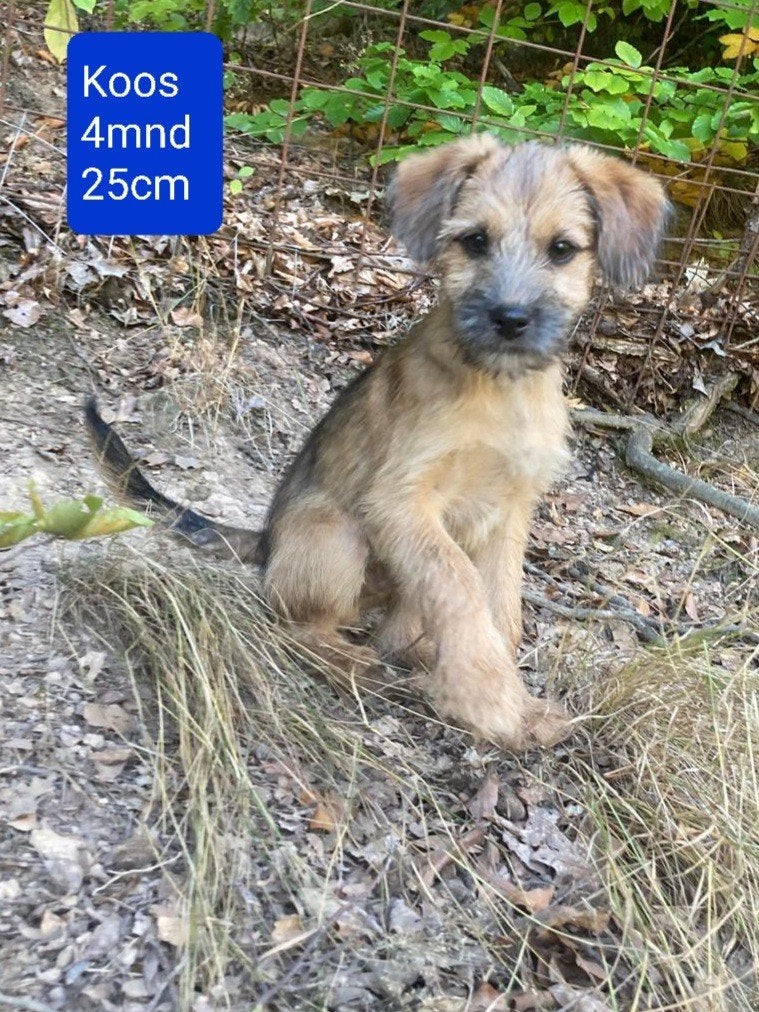 5 lieve kleinblijvende hondjes ter adoptie!, Dieren en Toebehoren, Handelaar, 8 tot 15 weken, Buitenland, Meerdere