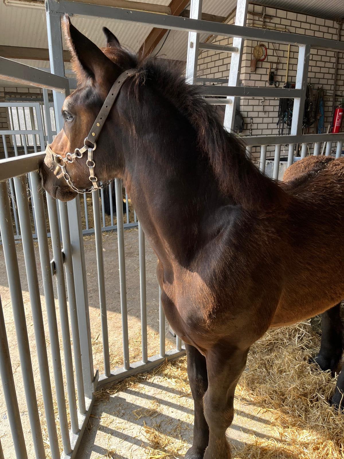 Hengst veulen Belgisch trekpaard, Dieren en Toebehoren, Met stamboom, 0 tot 2 jaar, Hengst, Onbeleerd