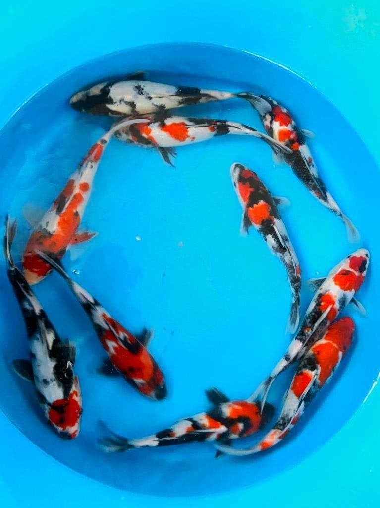 Einde seizoen verkoop Japankoi in Dalen , G&D Koi en aquaria, Dieren en Toebehoren, Vissen | Vijvervissen, Karper of Koi