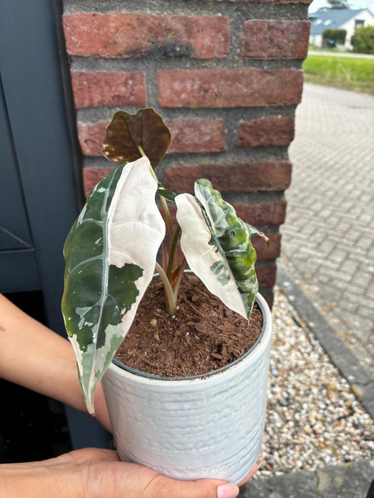 Alocasia chantrieri pink variegated, Ophalen of Verzenden, Halfschaduw, Minder dan 100 cm