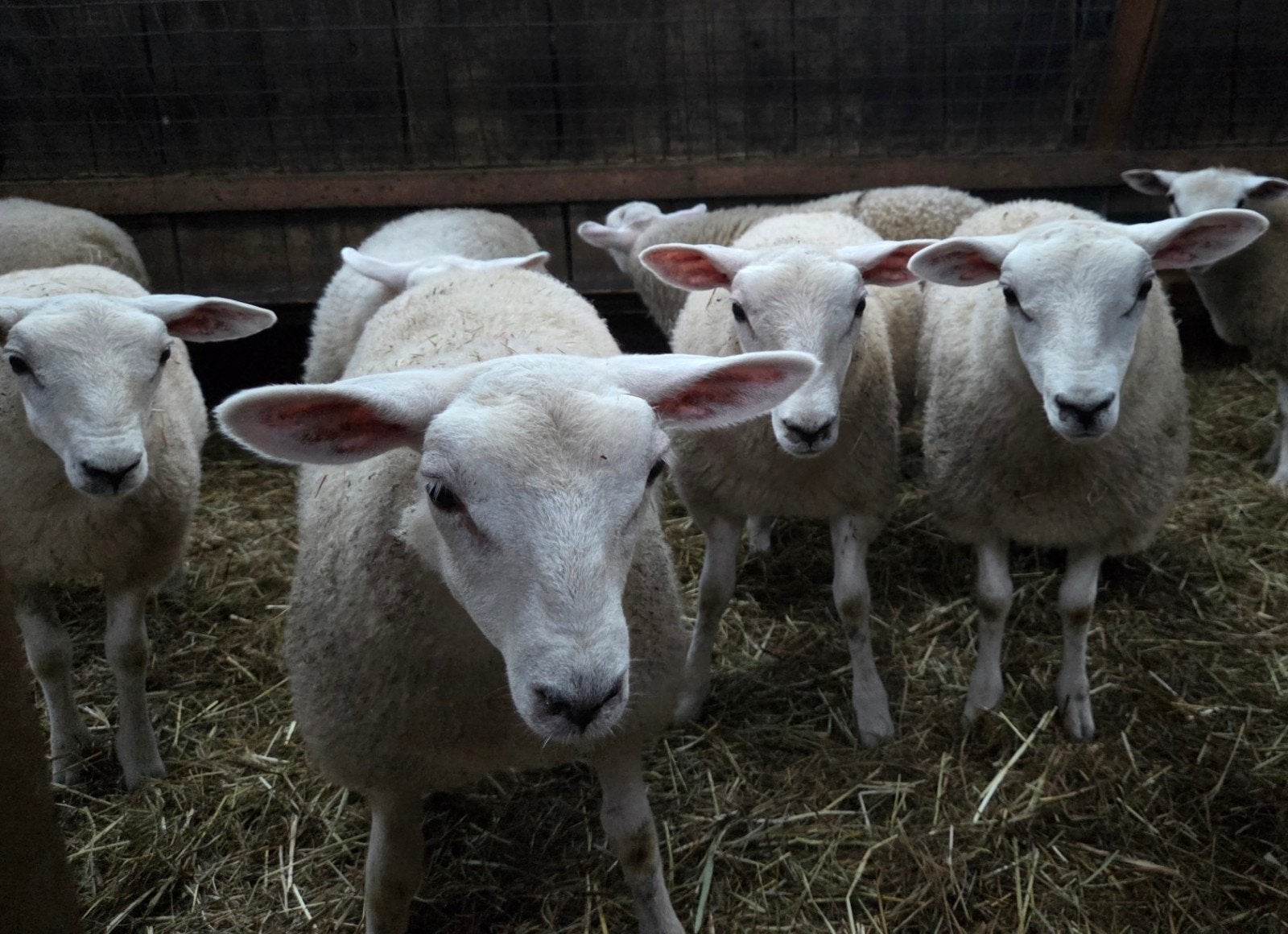 Mooie swifter ooi lammeren, Vrouwelijk, Schaap