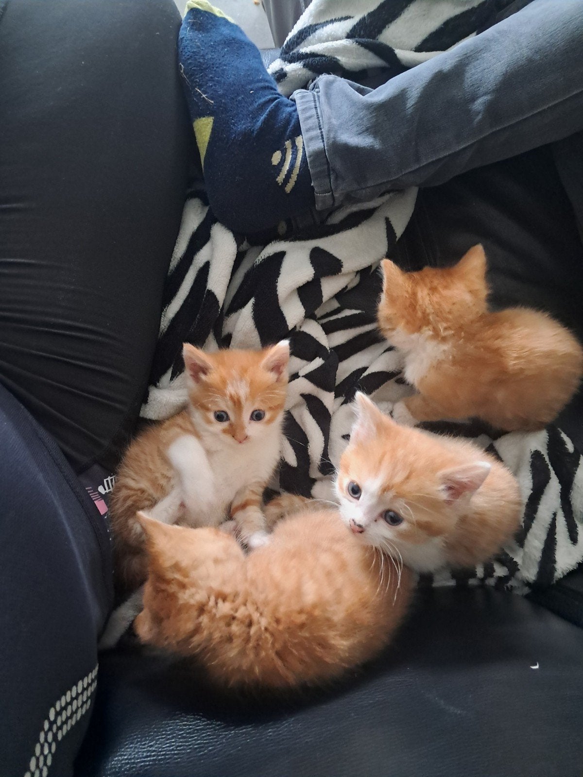 1  rode kater, Dieren en Toebehoren, Kater