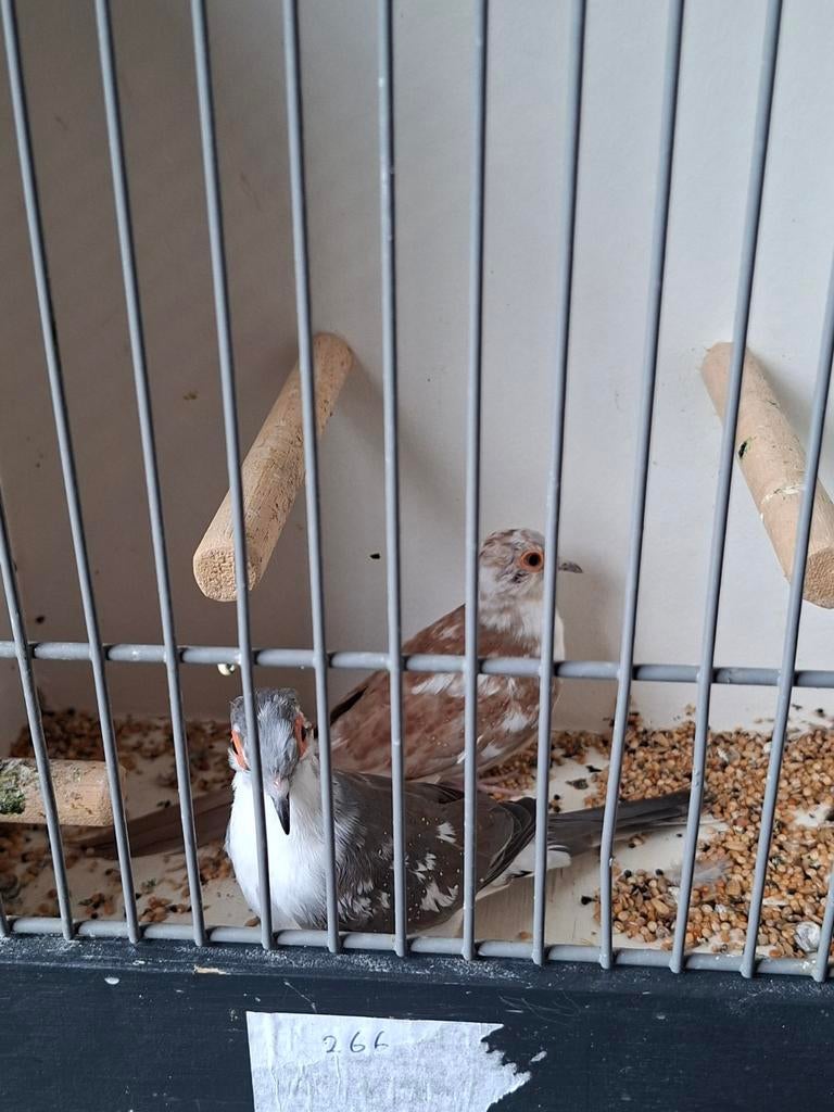 Mooi Koppel Bonte Diamant Duiven, Meerdere dieren, Kleurkanarie